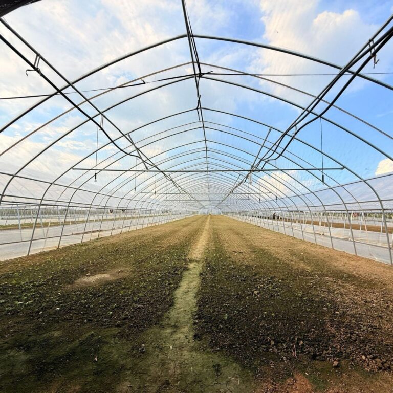 Green House: Materials, Size & Best Kits for Plants